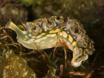 electric sea slug